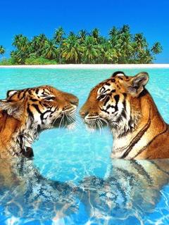 тигры в воде (Tigers In Water)