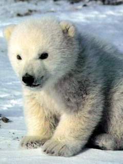 белый медведь (White Bear)