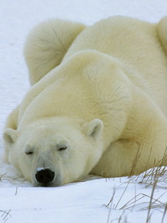 белый медведь (White Bear)