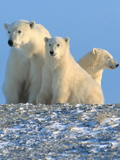 белые медведи (White Bears)