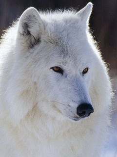 белый волк (White Wolf)