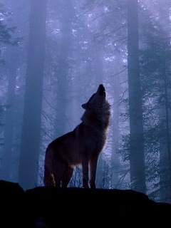 волк (Wolf)