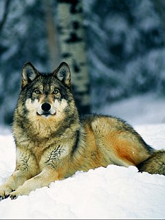 волк (Wolf)