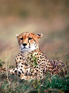 леопард (Cat)