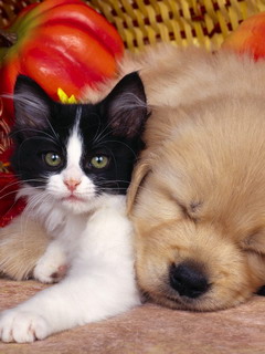 кот и пес (Cat)