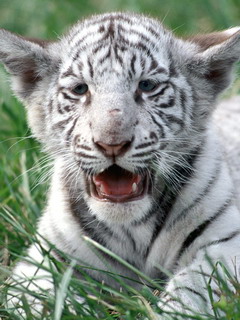 белый тигр (Cat)