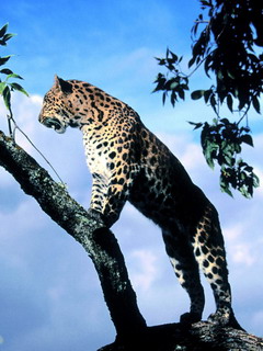леопард (Cat)