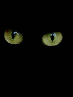 эти глаза (Cat)