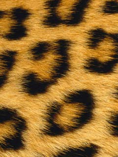шкура леопарда (Leopard Skin)