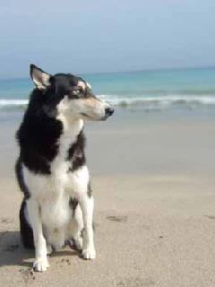 пес на море (Dog)