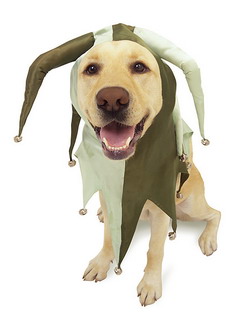 пес в шапке шута (Dog)