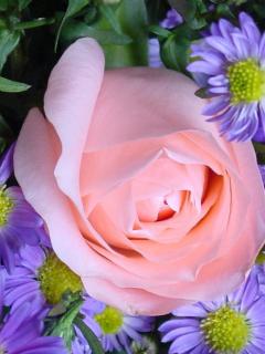 розовая роза (Pink Rose)