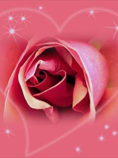 красная роза (Red Rose)