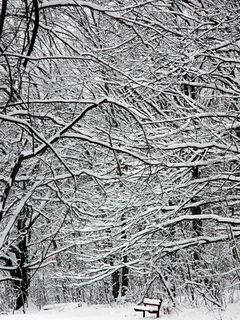 снег на деревьях (Word Of Nature)