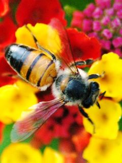 пчела опыляет цветы (Word Of Nature)